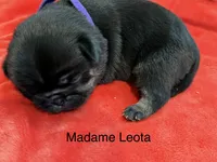 Madame Leota, a female Pug for sale in Tracy, CA – 2 of 3