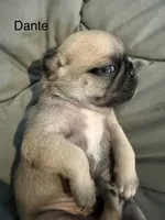 AKC Dante, a male Pug for sale in Tracy, CA – 2 of 2