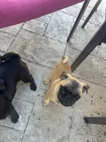 Bubbles, a female Pug for sale in Tracy, CA – 5 of 5