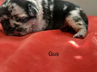 Gus, a male Pug for sale in Tracy, CA – 2 of 3