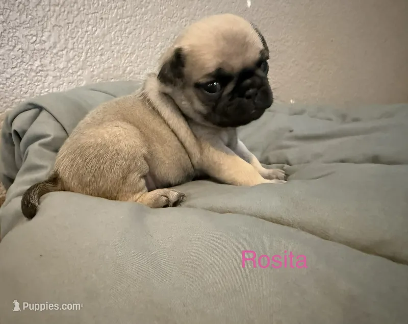 AKC Rosita – Pug puppy for sale in Tracy, CA