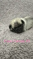 Agatha, a female Pug for sale in Tracy, CA – 4 of 4