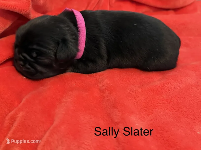 Sally Slater – Pug puppy for sale in Tracy, CA