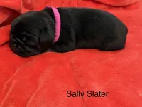 Sally Slater, a female Pug for sale in Tracy, CA – 1 of 3