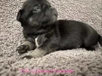 Rio, a female Pug for sale in Tracy, CA – 3 of 4