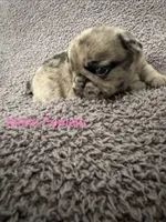 Lilia, a female Pug for sale in Tracy, CA – 4 of 4