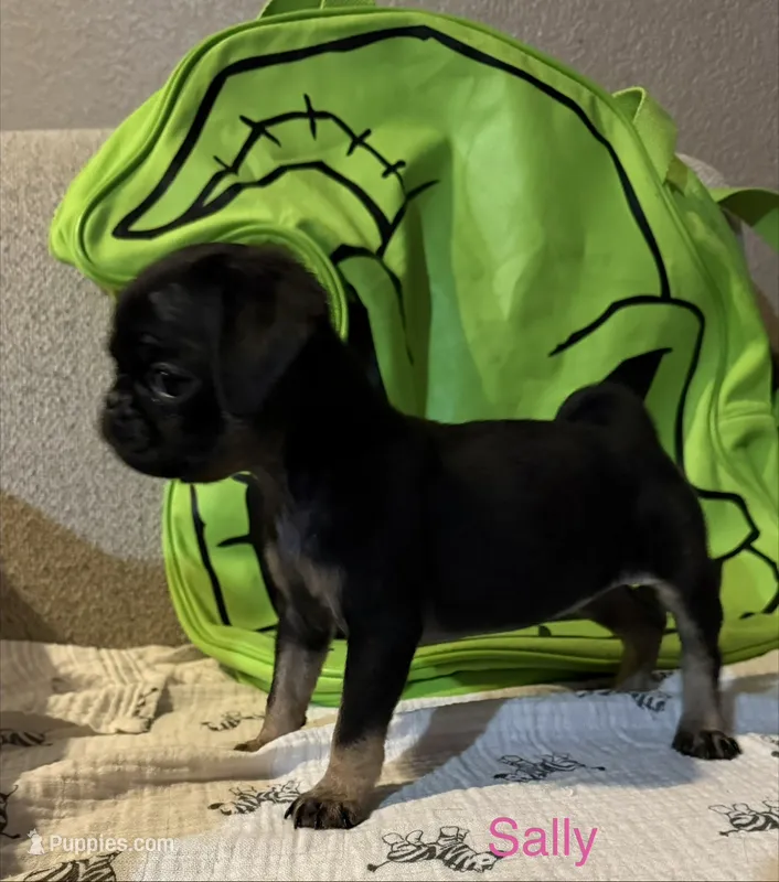 Sally Slater – Pug puppy for sale in Tracy, CA