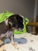 Gus, a male Pug for sale in Tracy, CA – 2 of 9