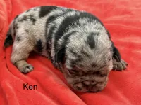 Ken, a male Pug for sale in Tracy, CA – 2 of 3