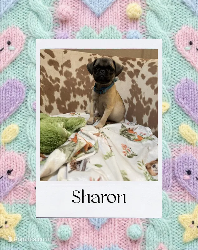 Sharon – Pug puppy for sale in Tracy, CA