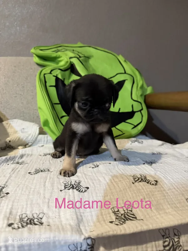 Madame Leota – Pug puppy for sale in Tracy, CA