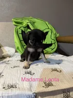 Madame Leota, a female Pug for sale in Tracy, CA – 1 of 8