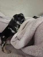 Gus, a male Pug for sale in Tracy, CA – 5 of 9