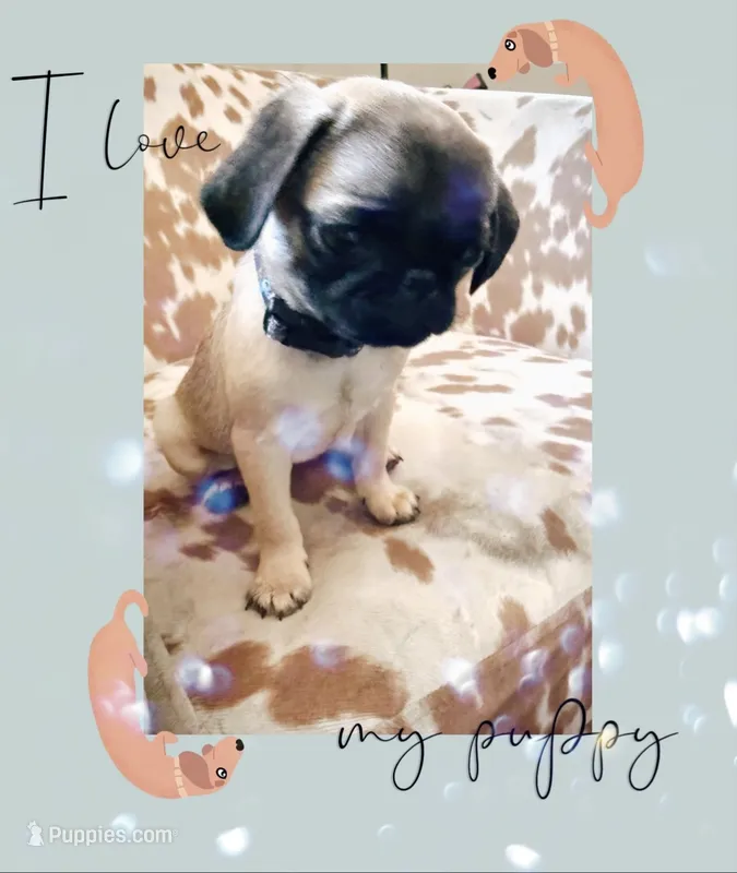 Alice – Pug puppy for sale in Tracy, CA