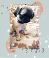 Alice, a female Pug for sale in Tracy, CA – 1 of 1
