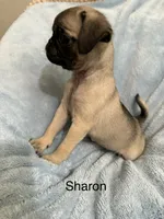 Sharon, a female Pug for sale in Tracy, CA – 2 of 4