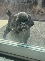 Mojo jojo, a male Pug for sale in Tracy, CA – 1 of 4