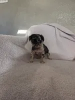 Gus, a male Pug for sale in Tracy, CA – 4 of 9