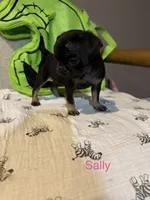 Sally Slater, a female Pug for sale in Tracy, CA – 3 of 8