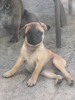 Bubbles, a female Pug for sale in Tracy, CA – 2 of 5