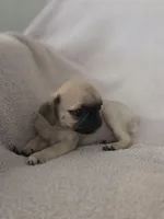 AKC Miguel, a male Pug for sale in Tracy, CA – 3 of 4