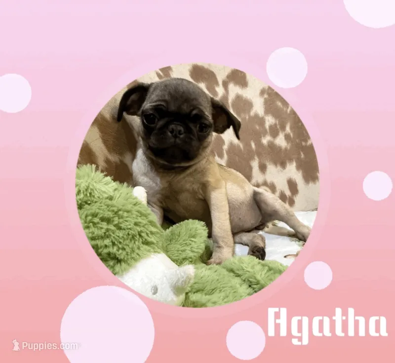 Agatha – Pug puppy for sale in Tracy, CA