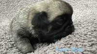 Billy, a male Pug for sale in Tracy, CA – 2 of 4