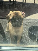 Bubbles, a female Pug for sale in Tracy, CA – 3 of 5