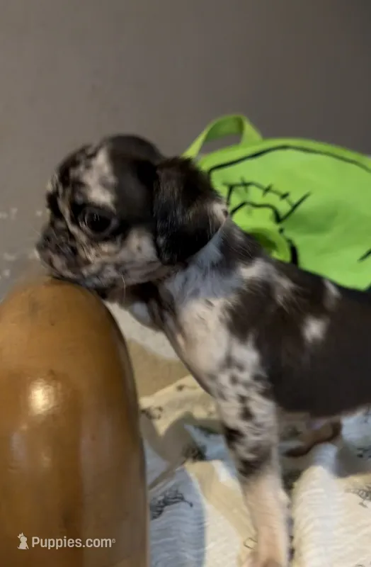 Gus – Pug puppy for sale in Tracy, CA