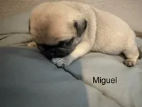 AKC Miguel, a male Pug for sale in Tracy, CA – 2 of 2