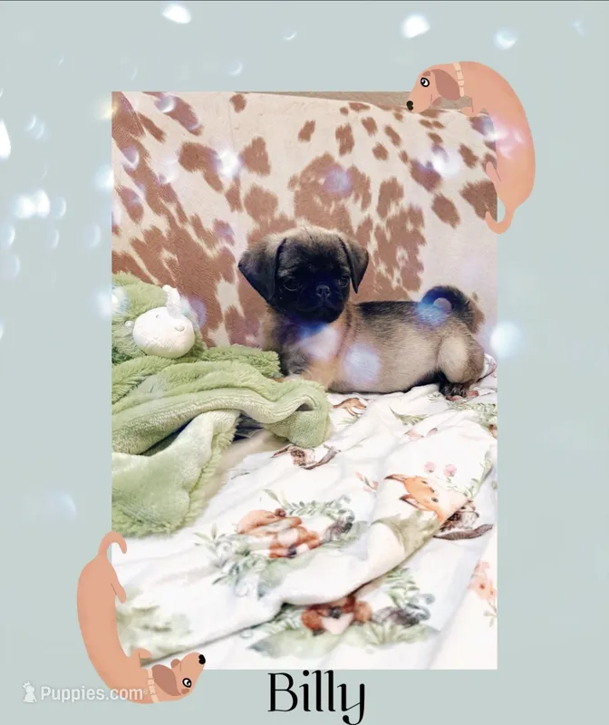Billy – Pug puppy for sale in Tracy, CA