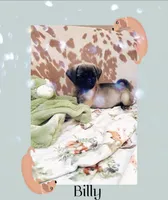 Billy, a male Pug for sale in Tracy, CA – 1 of 7