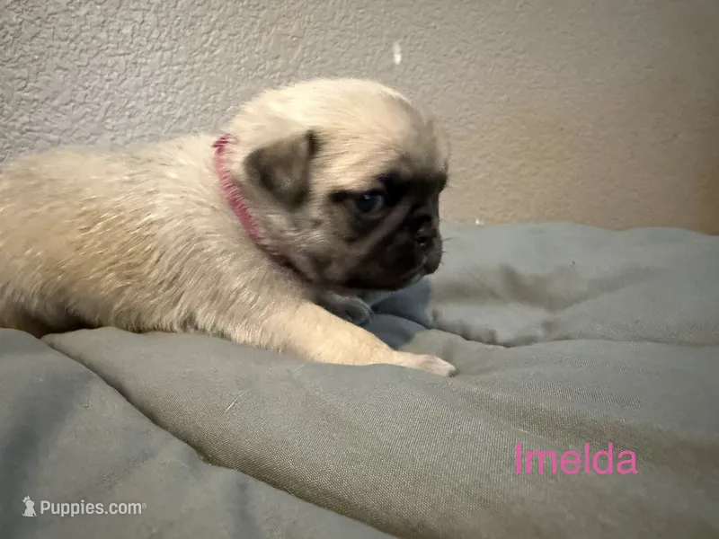 AKC Imelda – Pug puppy for sale in Tracy, CA