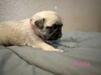 AKC Imelda, a female Pug for sale in Tracy, CA – 1 of 3