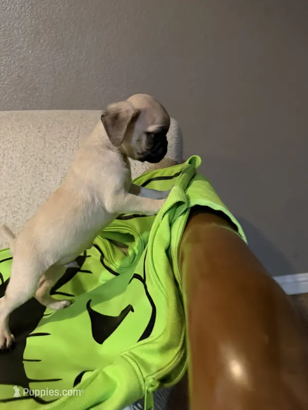 AKC Miguel – Pug puppy for sale in Tracy, CA