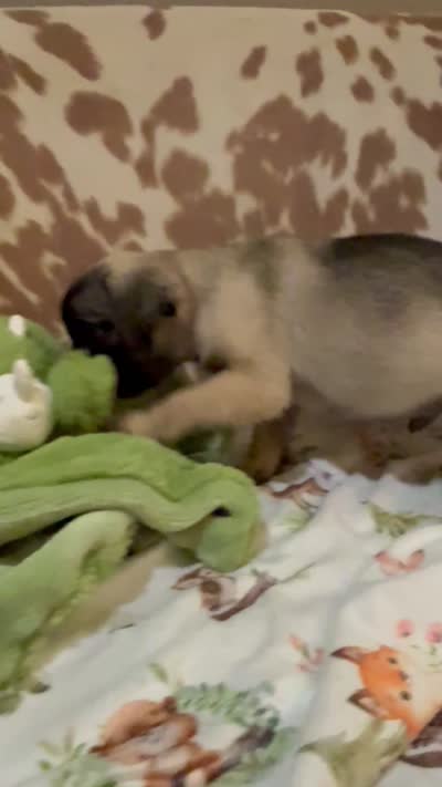 Billy, a male Pug for sale in Tracy, CA – 7 of 7