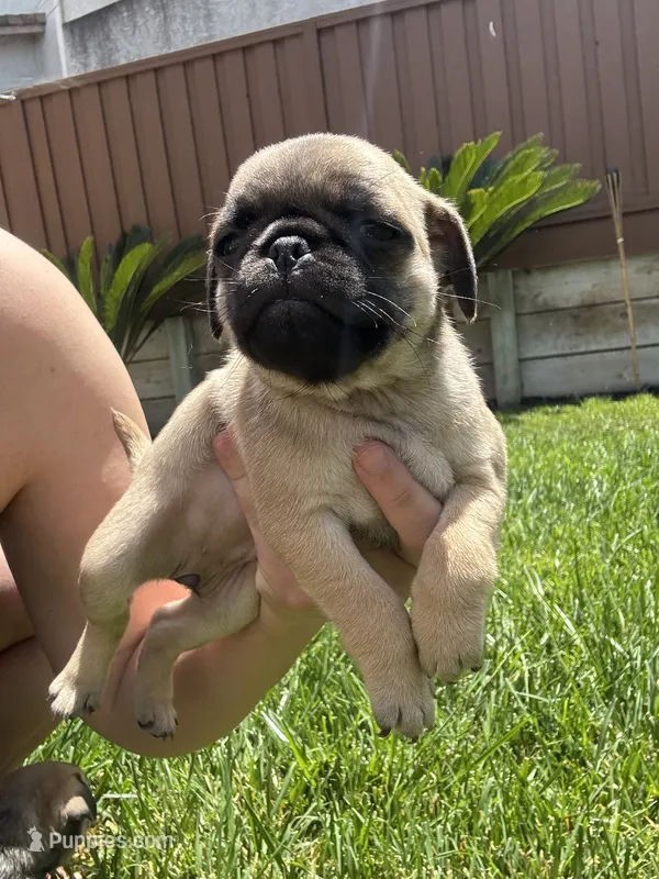 Bubbles – Pug puppy for sale in Tracy, CA