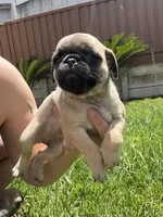 Bubbles, a female Pug for sale in Tracy, CA – 1 of 5