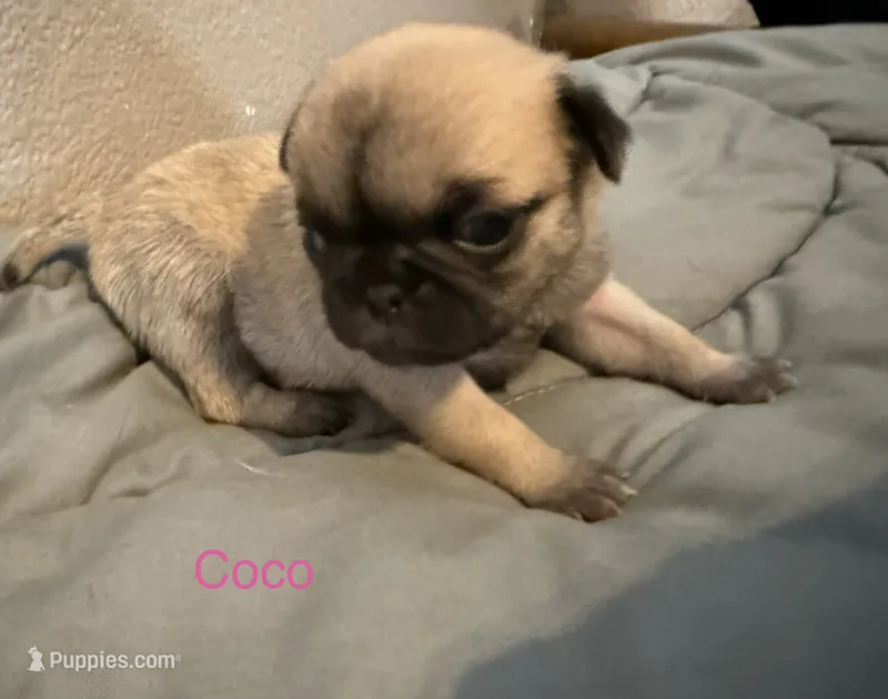 AKC Coco – Pug puppy for sale in Tracy, CA