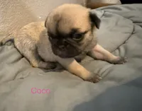 AKC Coco, a female Pug for sale in Tracy, CA – 1 of 3
