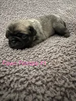 Sharon, a female Pug for sale in Tracy, CA – 4 of 4