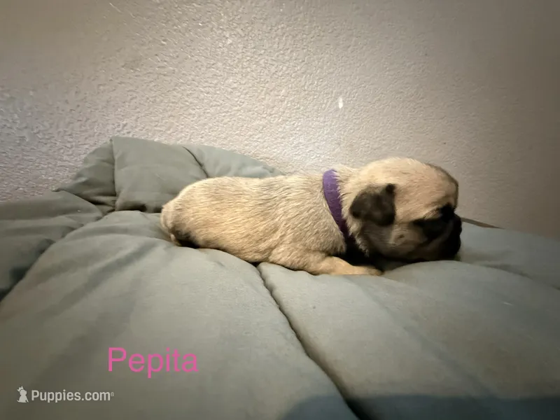AKC Pepita – Pug puppy for sale in Tracy, CA