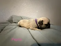 AKC Pepita, a female Pug for sale in Tracy, CA – 1 of 3