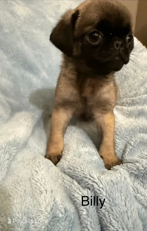 Billy – Pug puppy for sale in Tracy, CA