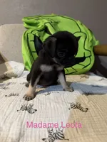 Madame Leota, a female Pug for sale in Tracy, CA – 2 of 8