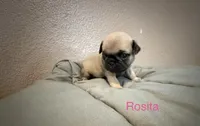 AKC Rosita, a female Pug for sale in Tracy, CA – 2 of 3