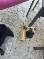 Bubbles, a female Pug for sale in Tracy, CA – 4 of 5