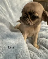 Lilia, a female Pug for sale in Tracy, CA – 2 of 4
