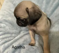 Agatha, a female Pug for sale in Tracy, CA – 2 of 4
