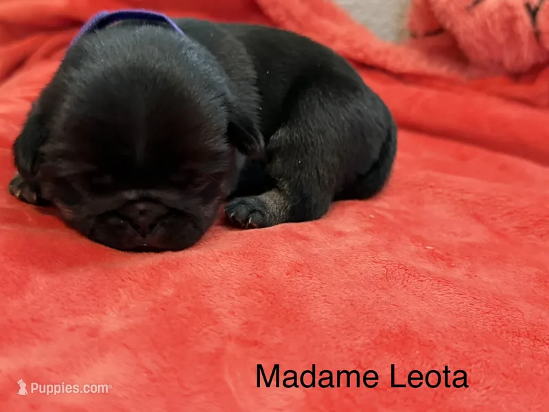 Madame Leota – Pug puppy for sale in Tracy, CA